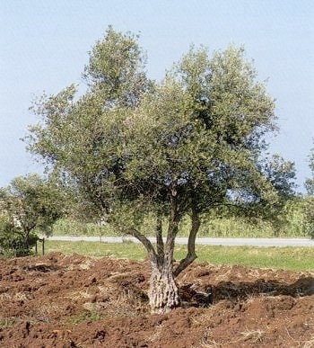 European Olive